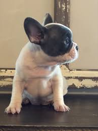 Five french bulldog x chug puppies for sale. Cheap Miniature Pied French Bulldog Puppies For Sale Usa Canada Uk