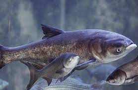 鳙鱼 big head carp hypophthalmichthys nobilis other names 花鲢 黑鲢 大头鲢 胖头鱼 大头鱼 big head