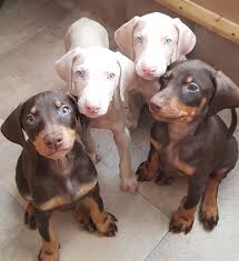 Find doberman pinschers for sale in rockford, il on oodle classifieds. Cream And White Doberman Puppies San Antonio For Sale San Antonio Pets Dogs