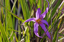 Image result for Grewia retinervis