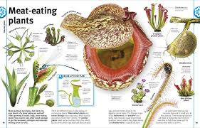 Make your garden come alive with plants, bulbs and seeds. Trees Leaves Flowers Seeds A Visual Encyclopedia Of The Plant Kingdom Nhbs Bookstore