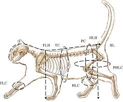 I can not see the websites i looked fat cat. Diagram Of A Cat Illustrating The Morphometric Measurements Recorded Download Scientific Diagram