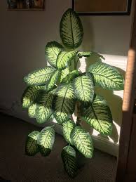 Image result for beautiful dieffenbachia