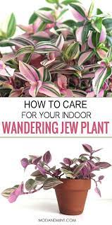 Pin On House Plant Care Indoor Gardening