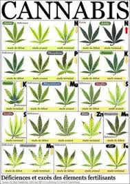 17 Accurate Weed Leaf Deficiency Chart