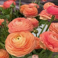 Image result for Ranunculus stagnalis