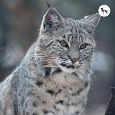 ‪The Cat Family Explained: From Lions to Domestic Cats‬‏