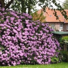 Lavender Rhododendrons For Sale Fast Growing Trees Shrubs Growing Shrubs Fast Growing Shrubs Fast Growing Trees