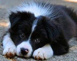 Pin By Brenda Harris On Border Colli Border Collie Puppies Collie Puppies Collie