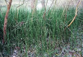 Image result for Cyperus trigonellus