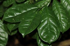 Image result for Suregada