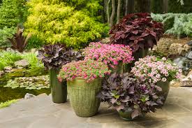 Direct to you you're just clicks away from the best plants arriving at your doorstep. Annual Flowers Knupper S Flower Garden
