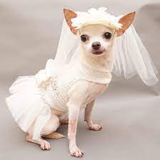 White Bridal Wedding Dog Dress With White Veil Hand Crochet Df95 Fancy Dog Dog Bridesmaid Dog Wedding Dress