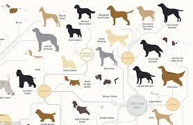 The Family Tree Of Dogs Infographic Reveals How Every Breed