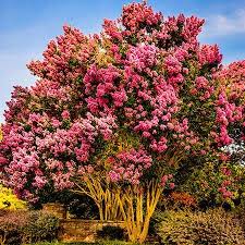 Healthy, mature plants · fedex direct to your home Sioux Crape Myrtle Flowering Trees Myrtle Tree Crape Myrtle