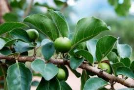 Image result for Necepsia castaneifolia