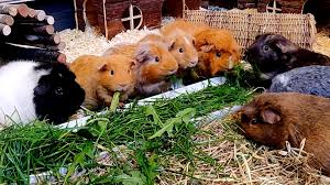 Do a photoshoot and get cute pictures of your piggies. Guinea Pig Rescuer Fills Hampshire Home With Dozens Of Unwanted Pets Bbc News