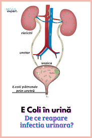 Acestea pot fi cauzate atât de bacterii testarea pentru infecţiile cu transmitere sexuală este importantă intrucât o persoană poate avea o infecţie fără să cunoască acest lucru (în majoritatea. Rinichi