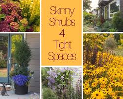 This list provides a guide and was developed from a variety of sources which may not all be equally reliable. Skinny Shrubs For Tight Spaces Le Jardinet
