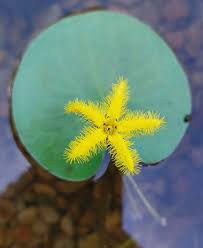 Image result for Nymphoides thunbergiana