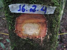 Image result for Parinari excelsa