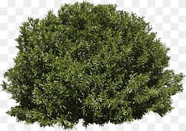 Green Bush Plant Flower Garden Tree Bushes Grass Lawn Flower Png Pngwing Pikbest has 393 tree bush design images templates for free. green bush plant flower garden tree