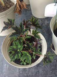 Eyelash Begonia Plants Begonia Flowers