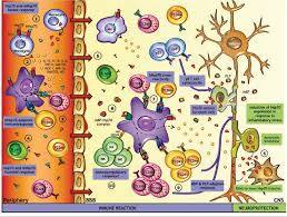 La esclerosis múltiple es una de las principales enfermedades desmielinizantes del sistema nervioso central. Pdf Estudio De La Funcion De La Heat Shock Protein 70 En La Patogenia De La Esclerosis Multiple Semantic Scholar