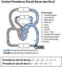 Urutan Peredaran Darah Besar Dan Kecil Idschool