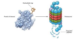 Find out information about proteasomes. The Proteasome A Powerful Target For Manipulating Protein Levels The Scientist Magazine