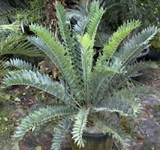Image result for Encephalartos chimanimaniensis