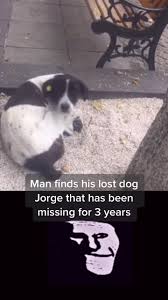 Descubra Videos Populares Sobre People Finding Lost Dogs Tiktok