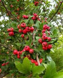 Fruit trees are a gorgeous, healthy, and practical addition to any home garden or landscape. 17 Texas Native Edibles Ideas Plants Texas Native Fruit Trees