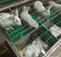 Duradero y eficiente jaula para conejos hecha en China para ...