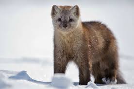 Sable Animal Google Search Cuddly Animals Cute Animals Animals Friends