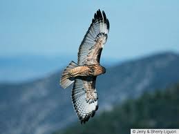 Check spelling or type a new query. Appearance Red Tailed Hawk Buteo Jamaicensis Birds Of The World