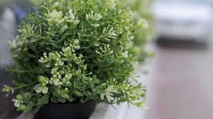 Tanaman lidah buaya tahan terhadap kekeringan karena di dalam daun banyak tersimpan cadangan air yang dapat dimanfaatkan pada waktu kekurangan air. Jenis Jenis Tanaman Indoor Pilea Untuk Mempercantik Ruangan