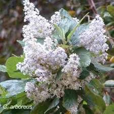 Maybe you would like to learn more about one of these? Southern California Lilacs Ceanothus Spp