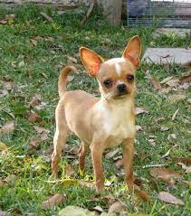 Chihuahua Cabeza De Manzana Llamado El Coco Chihuahua Love Cute Baby Animals Chihuahua Cute