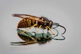 Baby Wasp In Your House All Details Pestmtds