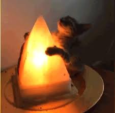 394x294 px download gif or share you can share gif lamp, cat, in twitter, facebook or instagram. Meme Creation Cat Lamp Meme