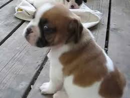 The smaller french bulldogs were mixed with a range of other dogs, including pugs to develop their characteristic bat ears. Frenchie Pug Frug French Bulldog Pug Mix Info Puppies Temperament Video