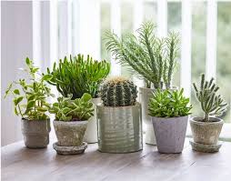 How can you encourage your bunny ear cactus to flower and flourish? Rhs Practical Cactus Succulent Book Hillier Garden Centres