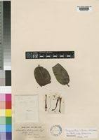 Image result for Phragmanthera cornetii