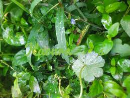 Image result for Uvariodendron