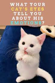 5 Fun Facts About Cat S Eye Colors That Will Astonish You Cat Facts Fun Facts About Cats Cat Lovers Humor