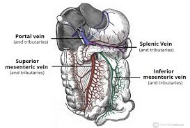 The main function of blood vessels is to carry blood through the body. Venous Drainage Of The Abdomen Teachmeanatomy