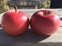 Therefore, the production of honey: Morp Heritage Apple Tree Availability Montezuma Orchard Restoration Project