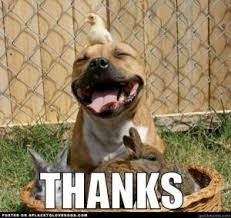 Thank You Meme Puppy Happy Animals Silly Animals Pitbulls