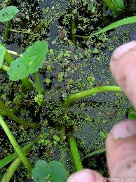 Image result for Hydrocotyle ranunculoides